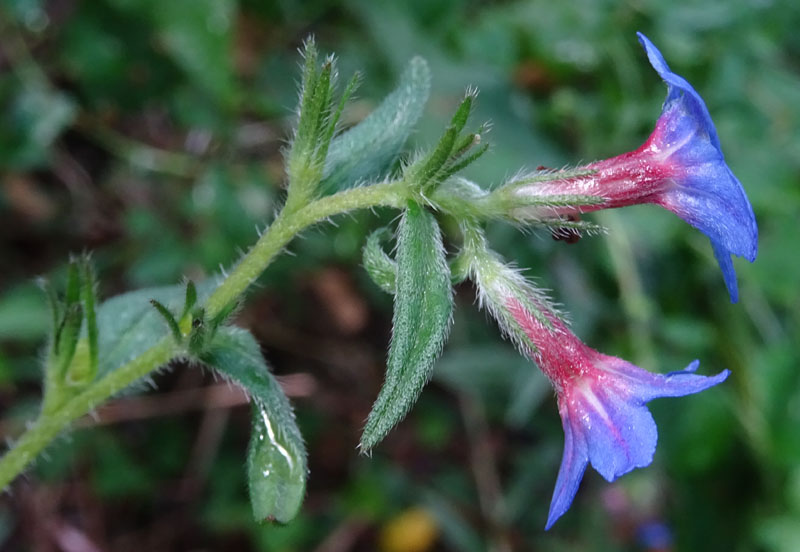 Aegonychon purpurocaeruleum (= Buglossoides purpurocaerulea) - Boraginaceae